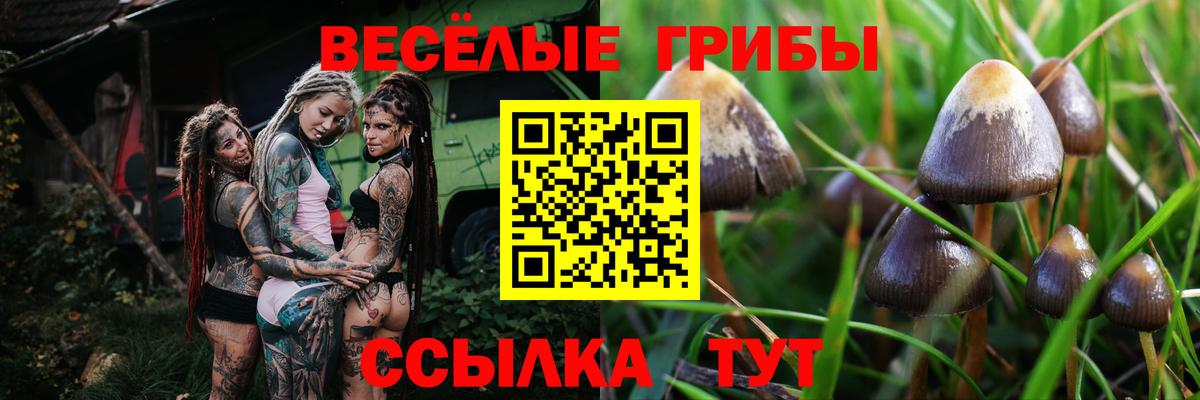 Галлюциногенные грибы Psilocybe Великие Луки